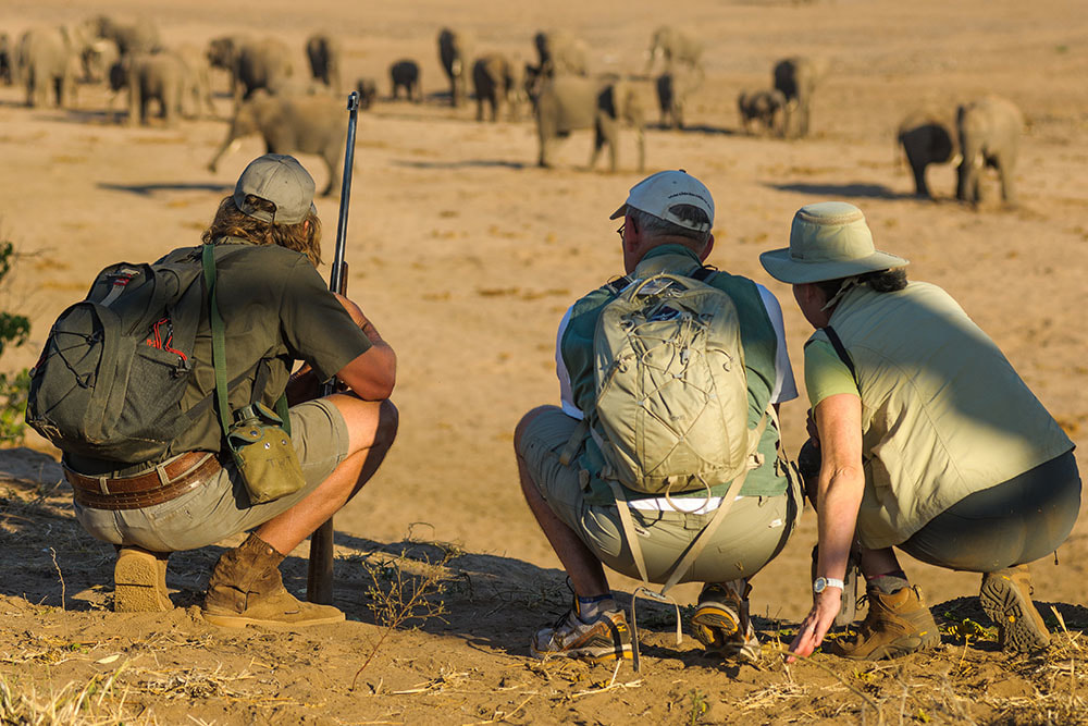 Safari's op maat wandelsafari olifant