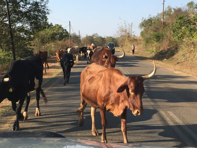 koeien op de weg