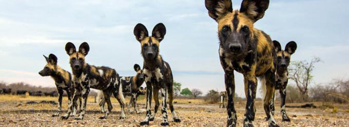 Safari's op maat - Madikwe Game Reserve