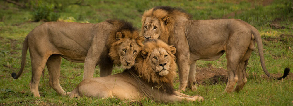 Safari's op maat - Manyoni Private game reserve - lions