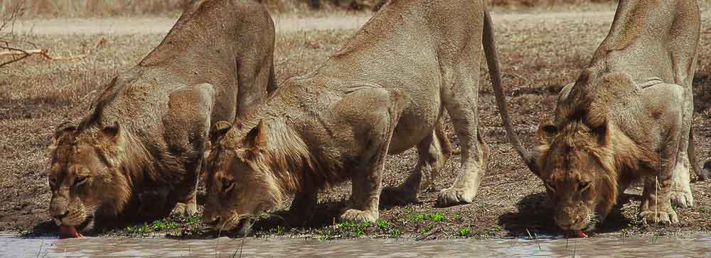 Safari's op maat - Pilanesberg National Park