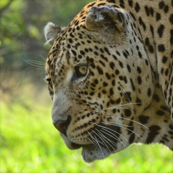 Het beeld een luipaard door een verrekijker van hoogwaardige kwaliteit…