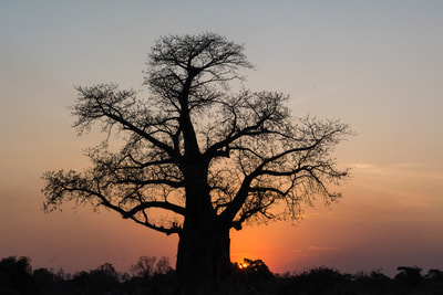 Safari's Op Maat - Baobab bomen