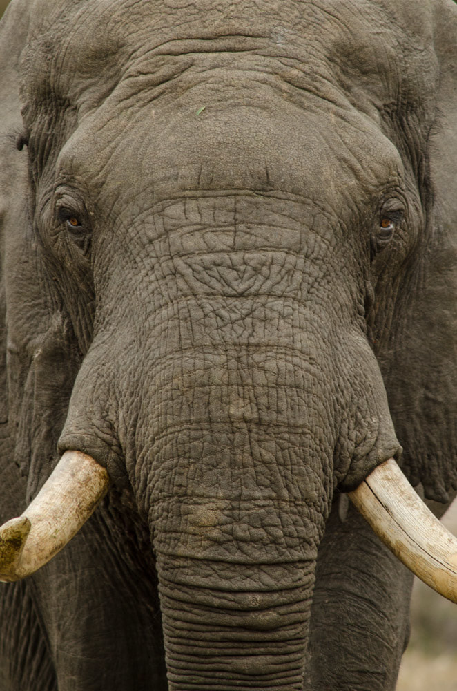safari's op maat - olifant close up