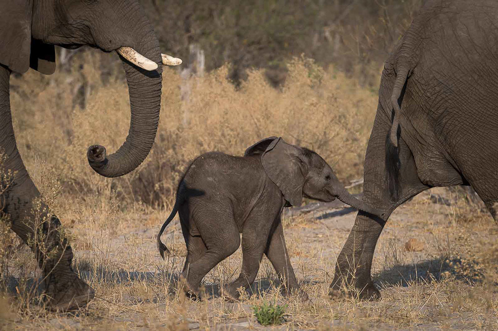 Safari's op maat - Botswana - Baby elephant
