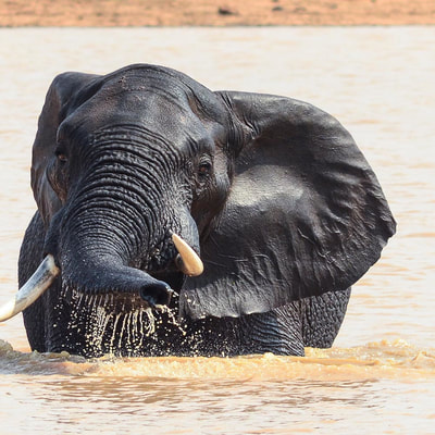 Safari's op maat - Boottocht op de Chobe River