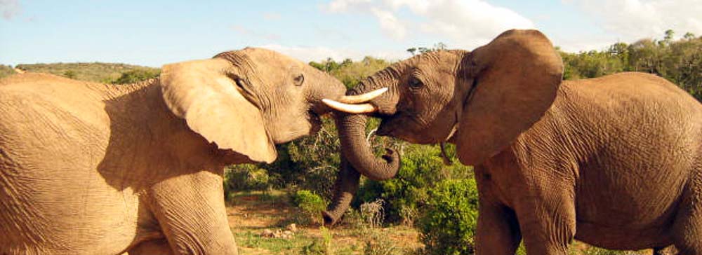 Safari's op maat - Addo Elephant National Park