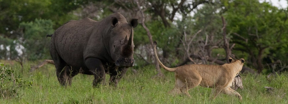 Safaris op maat - Amazulu Private Game Reserve - Rhino - lion