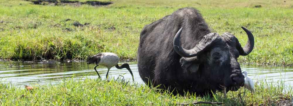 Safari's op maat - Chobe National Park - Kwando - Kasane