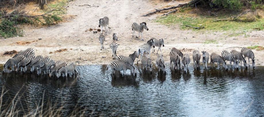 Safari's Op Maat Botswana Zebra
