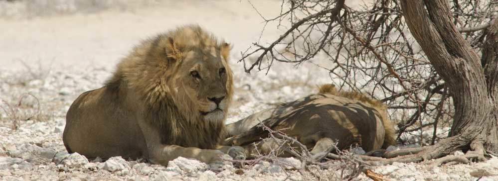 Safari's op maat - Etosha National Park
