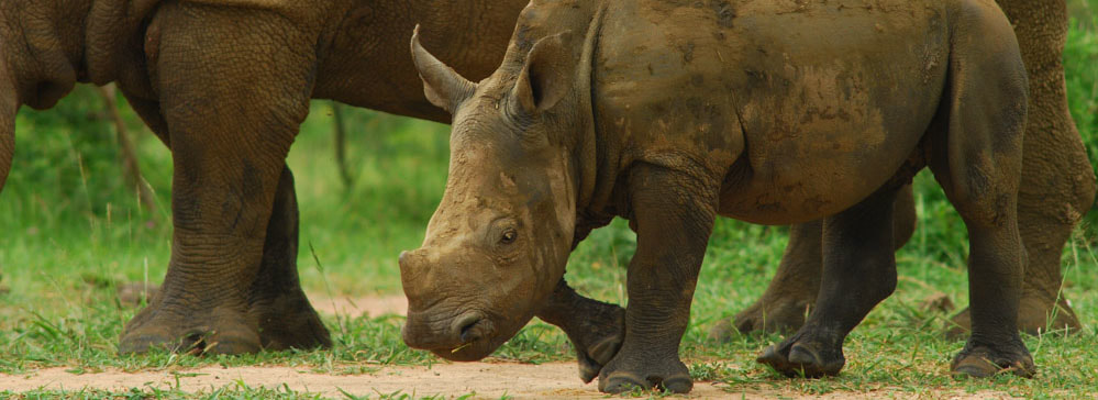 Safari's op maat - Hluhluwe iMfolozi Park - baby rhino