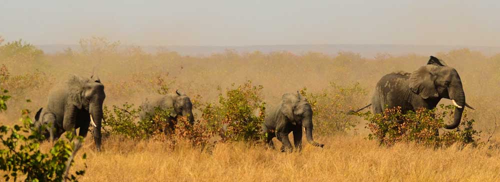 Safari's op maat - Kruger national park