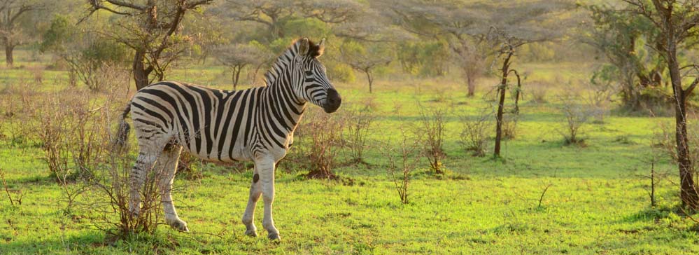 Safari's op maat - Mkuze Game reserve - zebra