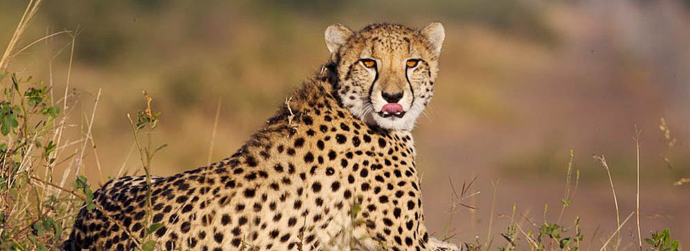 Safari's op maat - Phinda Private Game Reserve - cheetah