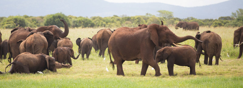 Safari's op maat - Pongola Game Reserve