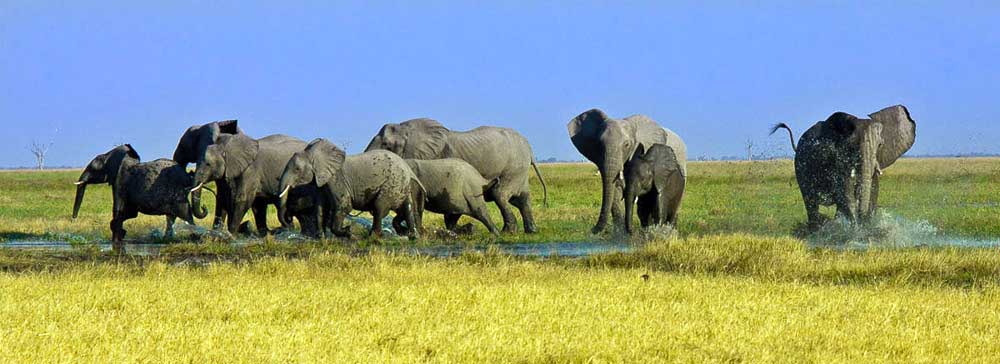 Safari's op maat - Savuti Linyanti Selinda