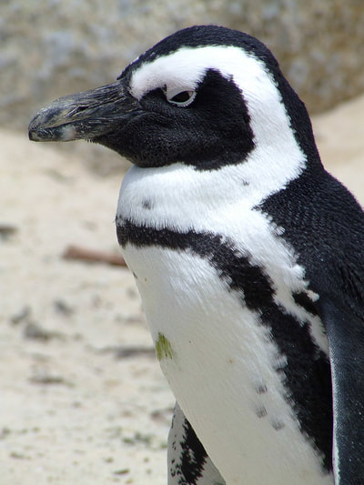 Safari's Op Maat - Bezoek aan Cape Point en de lokale pinguïns
