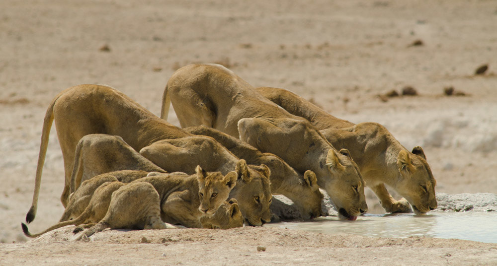 Safari's op maat - Etosha National Park - Leeuwen 10