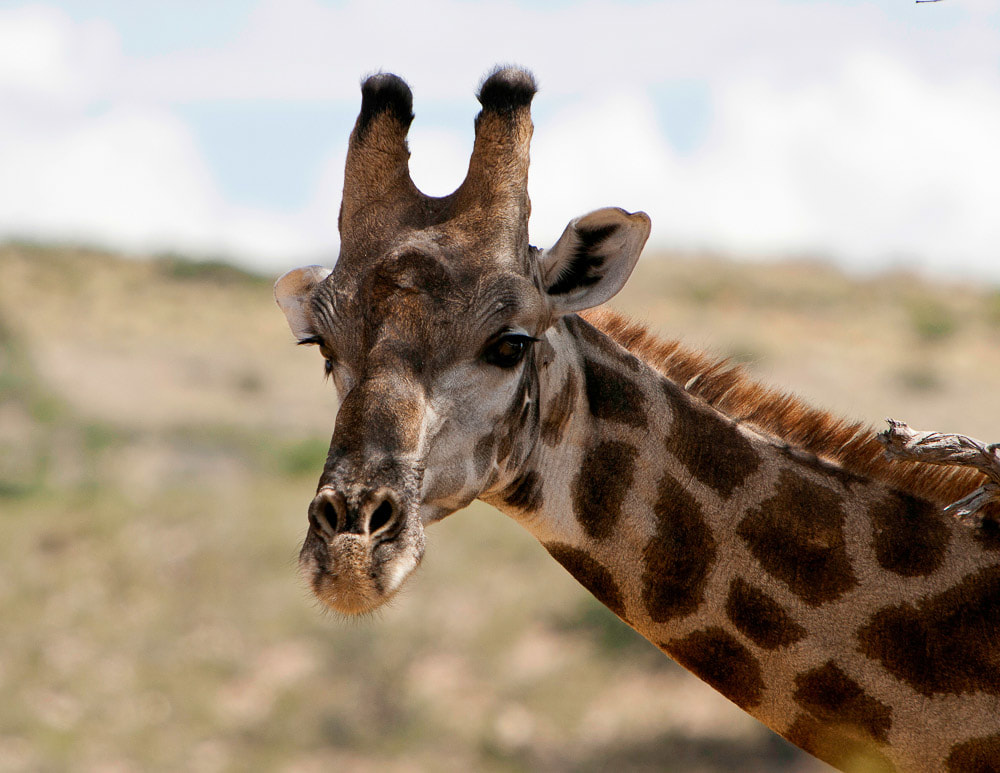 Safari's op maat - Kgalagadi Transfrontier Park - Giraffe 001