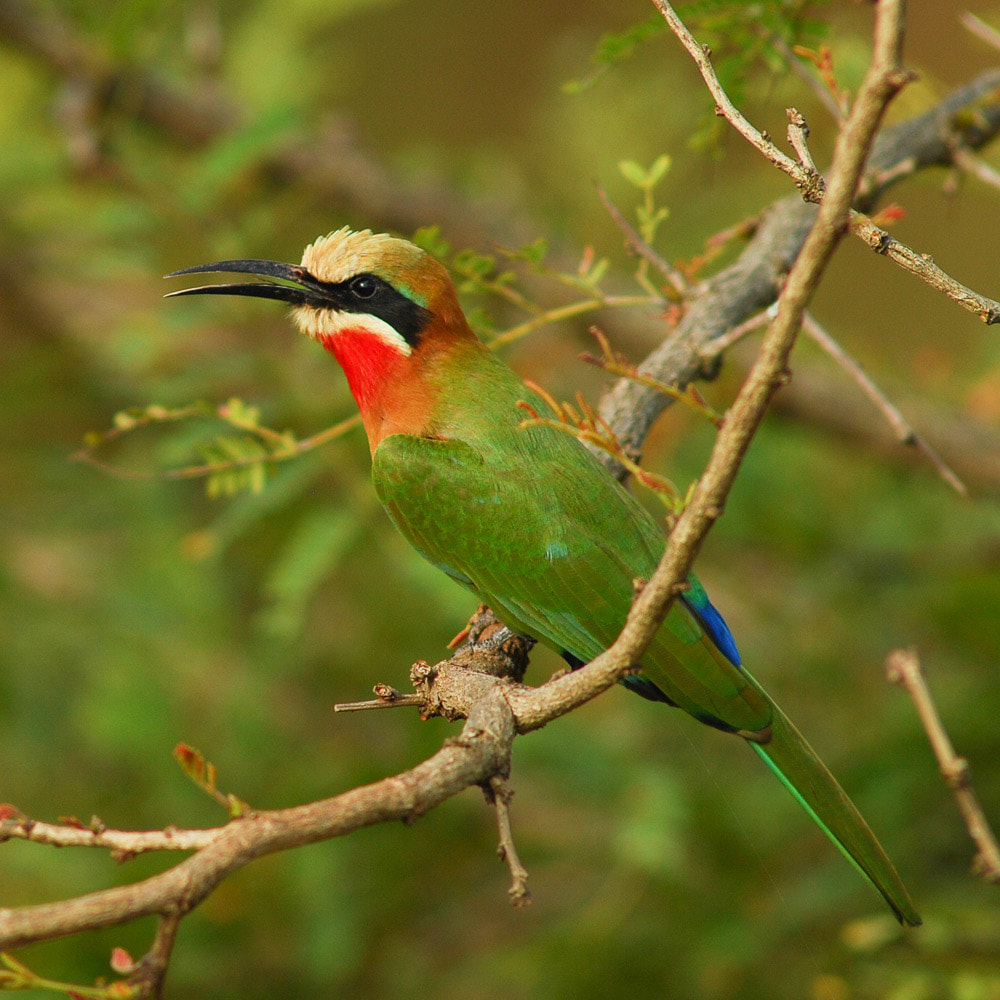 Safari's op maat - Swaziland - Mlilwane Wildlife Sanctuary - White Fronted Bee-eater 01.jpg
