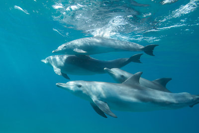 Safari's op maat - Zwemmen met wilde dolfijnen