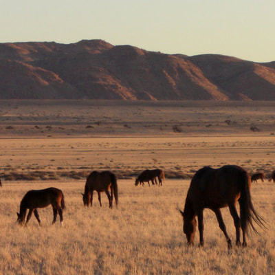 Safari's op maat - Bezoek Aus wilde paarden 