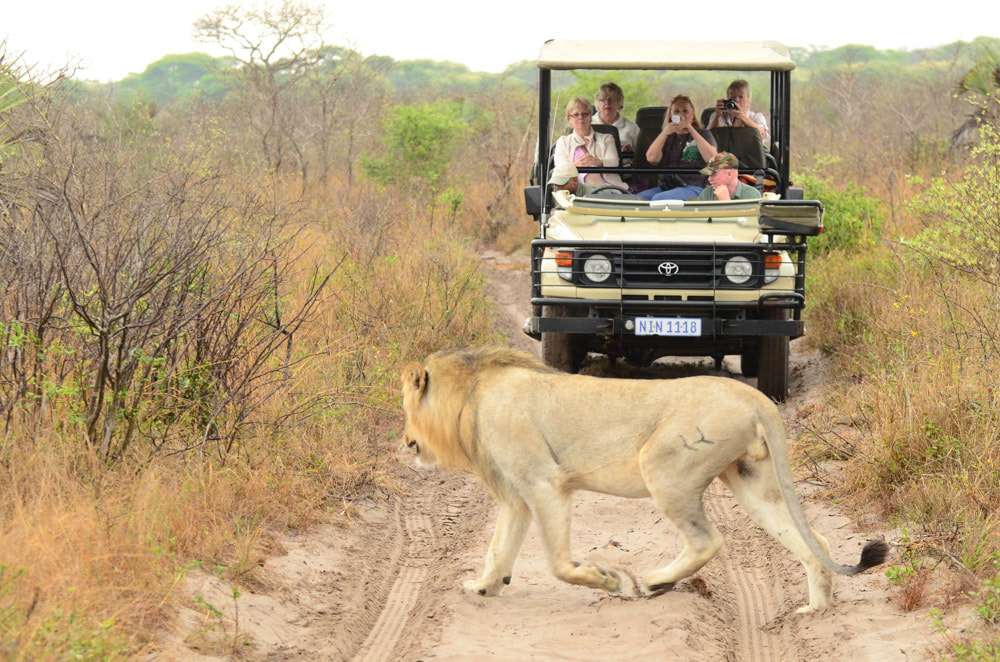 Safari's op maat - Tembe Elephant Park - Lion 04