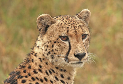 Safari's op maat - Bezoek aan Cheeta Centrum